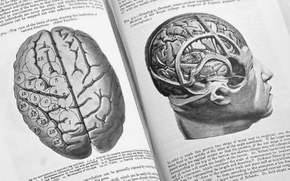 An image from the book Grey's Anatomy which shows a human brain.